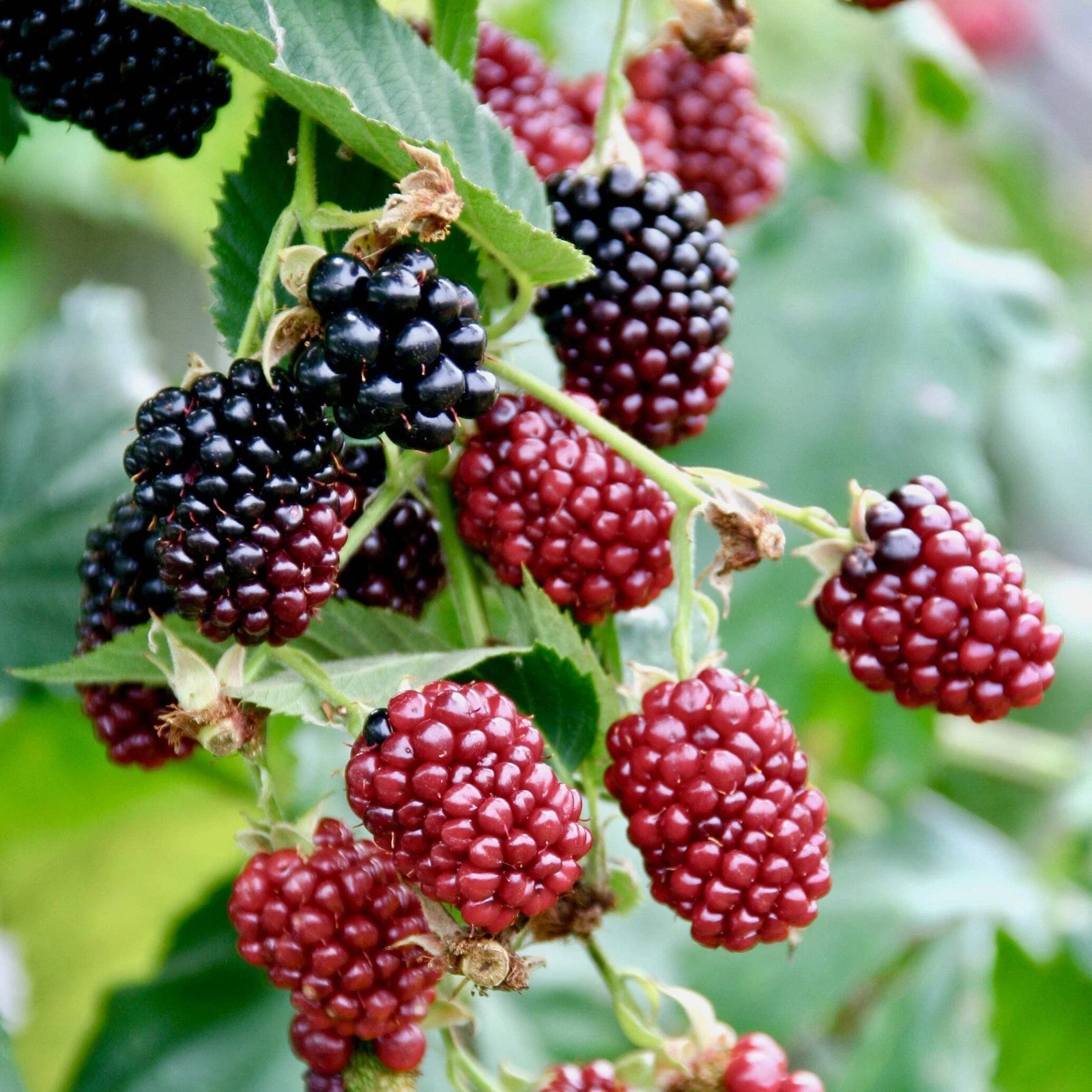 Boysenberry Live Plant - Rubus - Fruit-Bearing Berry Bush - Edible Garden Plant