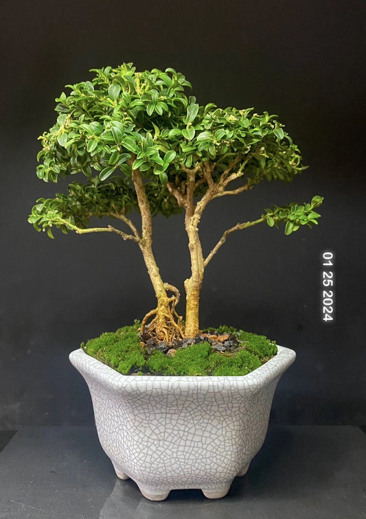 Bonsai Tree Shohin 8” Kingsville Boxwood in Crackle Glaze Pot - 12 Years Old, Live Plant, Indoor/Outdoor Decor