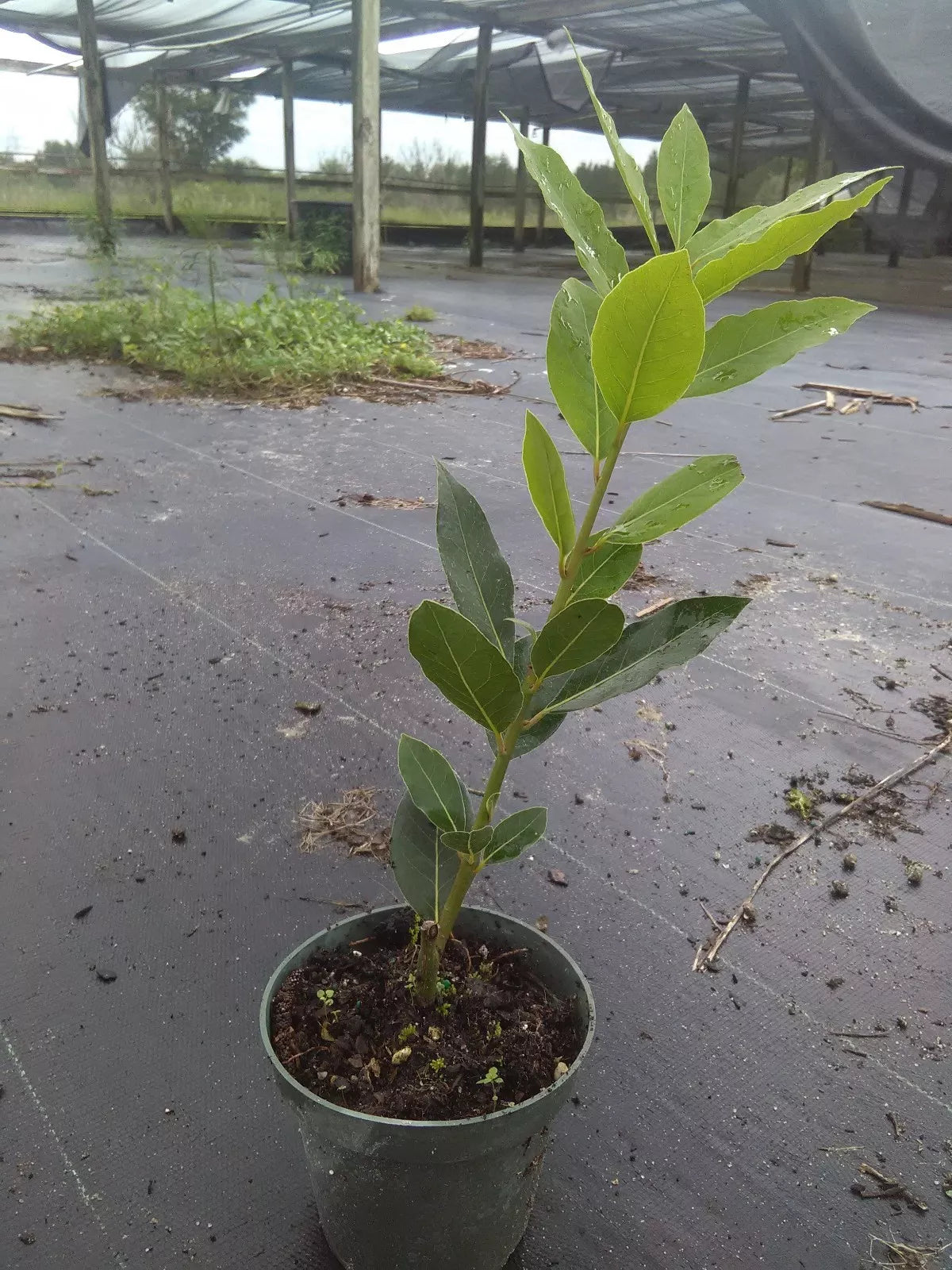 Bay Laurel Tree 1ft Tall Laurus nobilis Live Plant