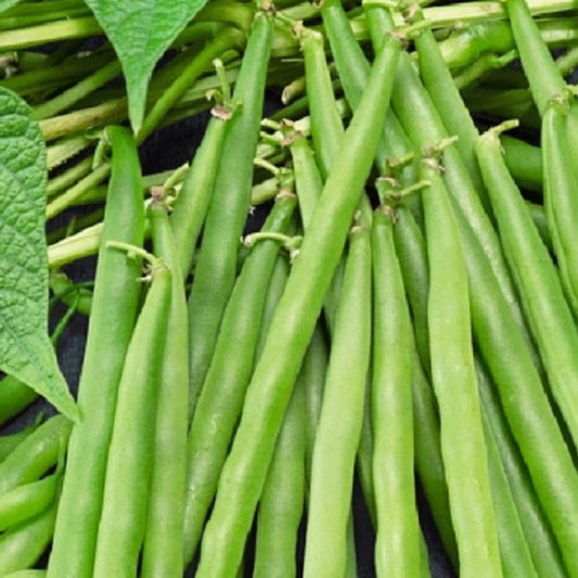 Greencrop Bush Bean Seeds | NON-GMO Heirloom Garden Seeds | Fresh Vegetable Seeds | Phaseolus vulgaris