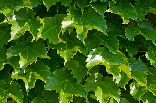 100 Seeds Boston Ivy Climbing Vine - Parthenocissus tricuspidata - Ideal for Gardens and Trellises - GroCo USA