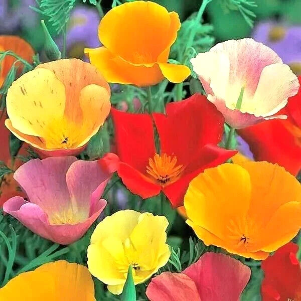 California Poppy Seeds Spring Mix - 400+ Deer Resistant Wildflower Seeds for Hummingbirds (Eschscholzia californica)