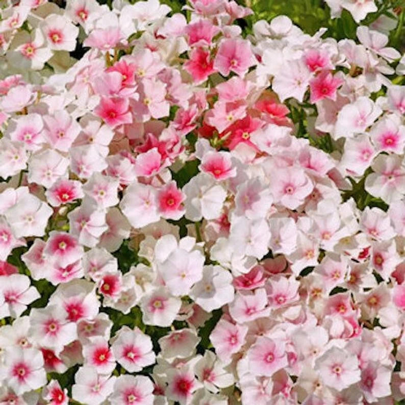 50 Blushing Bride Phlox Seeds | Perennial Flower Seeds | Phlox paniculata | US Seller | Bee-Friendly