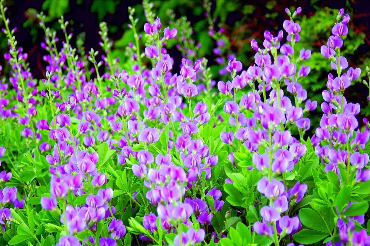 50 Indigo Bush Seeds - Indigofera amblyantha - Stunning Color for Planting, Drought-Tolerant, Native Plant Gardening