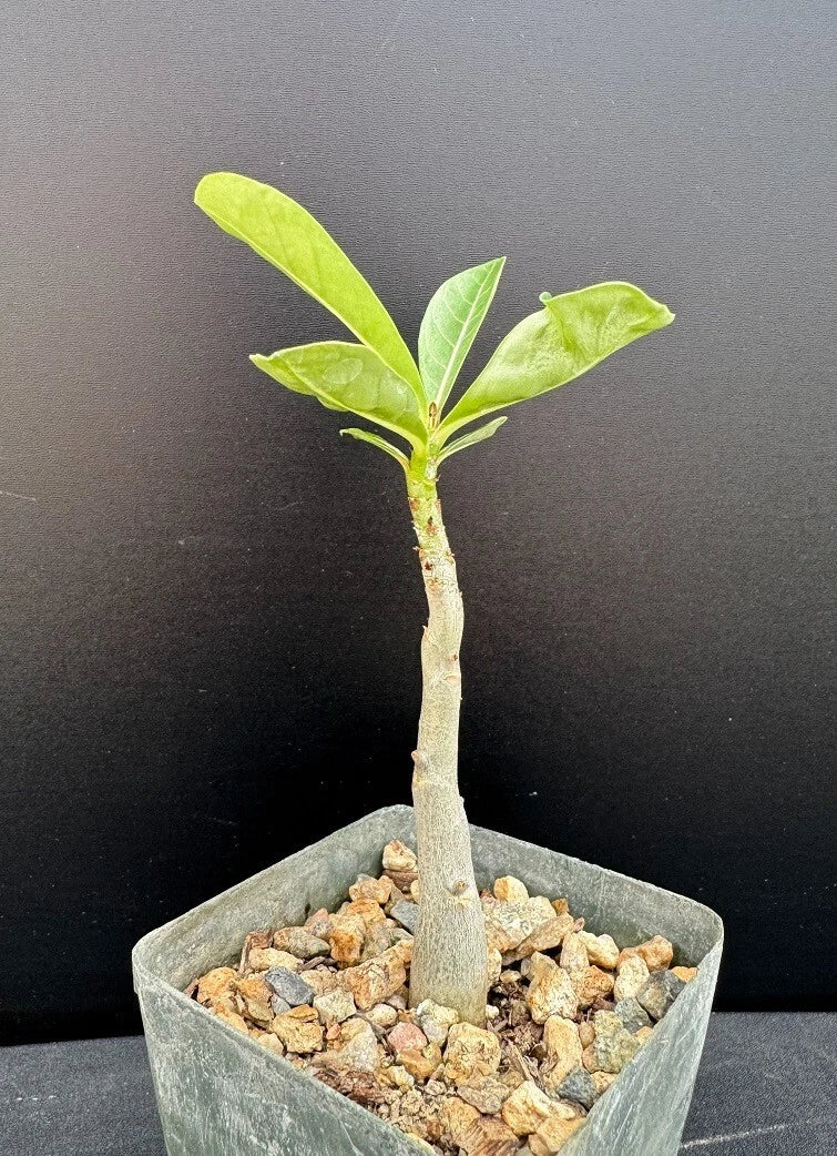 Adenium Hybrid Succulent Plant - Rare Adenium arabicum x A. socotranum - 2.5" Pot Rooted