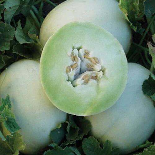 Green Honeydew Melon Seeds | Heirloom Non-GMO Variety | Cucumis melo