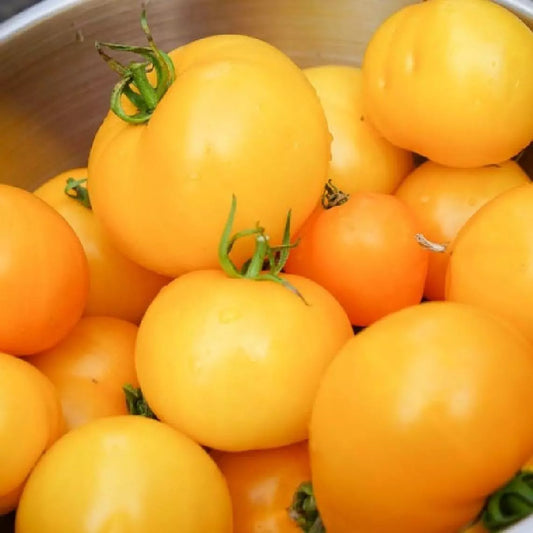 Golden Jubilee Tomato Seeds 100 Ct HEIRLOOM NON-GMO Vegetable Seeds - Solanum lycopersicum
