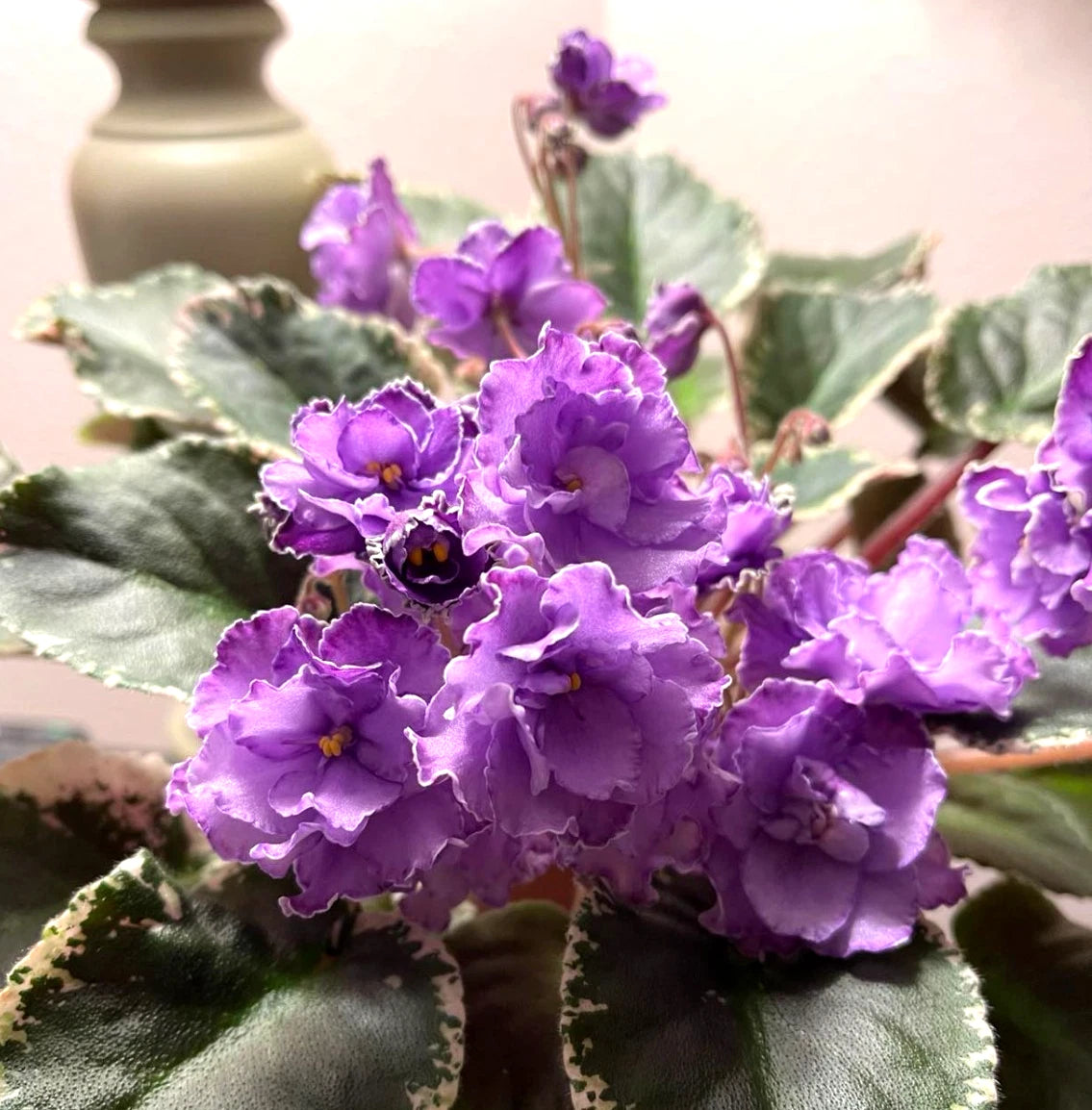 African Violet Leaves - 2 Pack - Hunter's Momma Jo - Saintpaulia ionantha