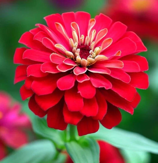 Cherry Queen Zinnia Seeds - 50 Pack - Red Double Flowers - Attracts Butterflies - Zinnia elegans