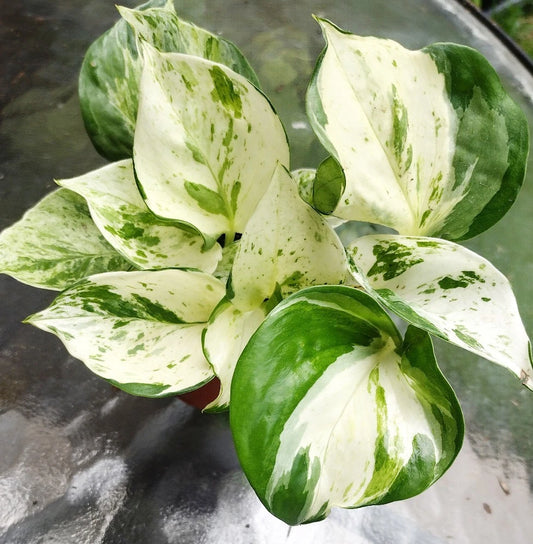 Manjula Pothos Plant - Fully Rooted - Epipremnum aureum - Decorative Indoor Houseplant