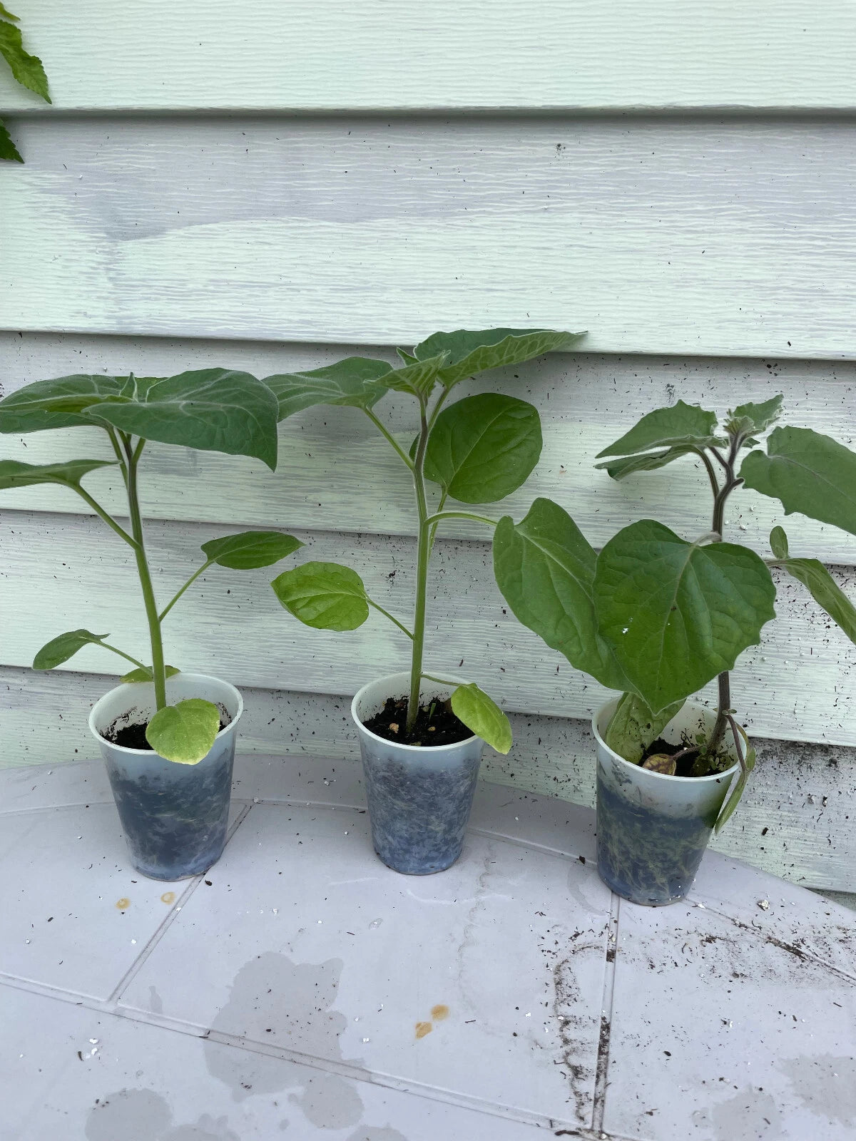 Ground Cherry Plant 14"-16" - Cape Gooseberry, Goldenberry, Peruvian Cherry - Physalis peruviana