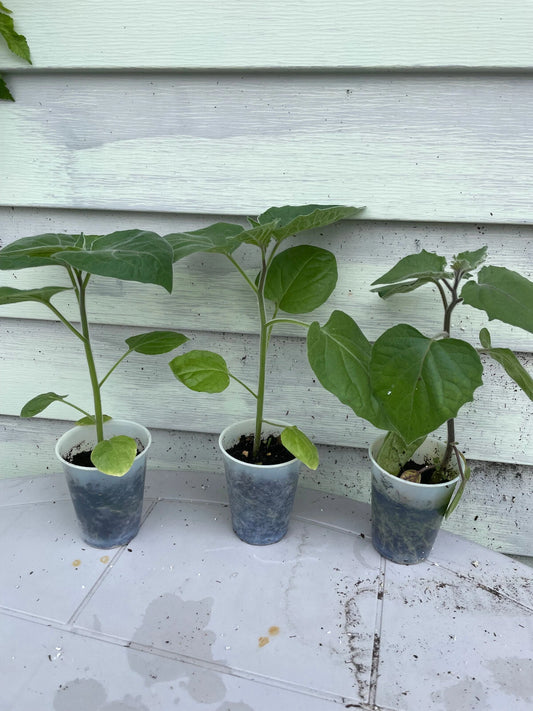 Ground Cherry Plant 14"-16" - Cape Gooseberry, Goldenberry, Peruvian Cherry - Physalis peruviana
