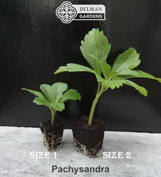 100 Live Japanese Spurge Plants - Pachysandra terminalis - Carpet Box Ground Cover - Size 2