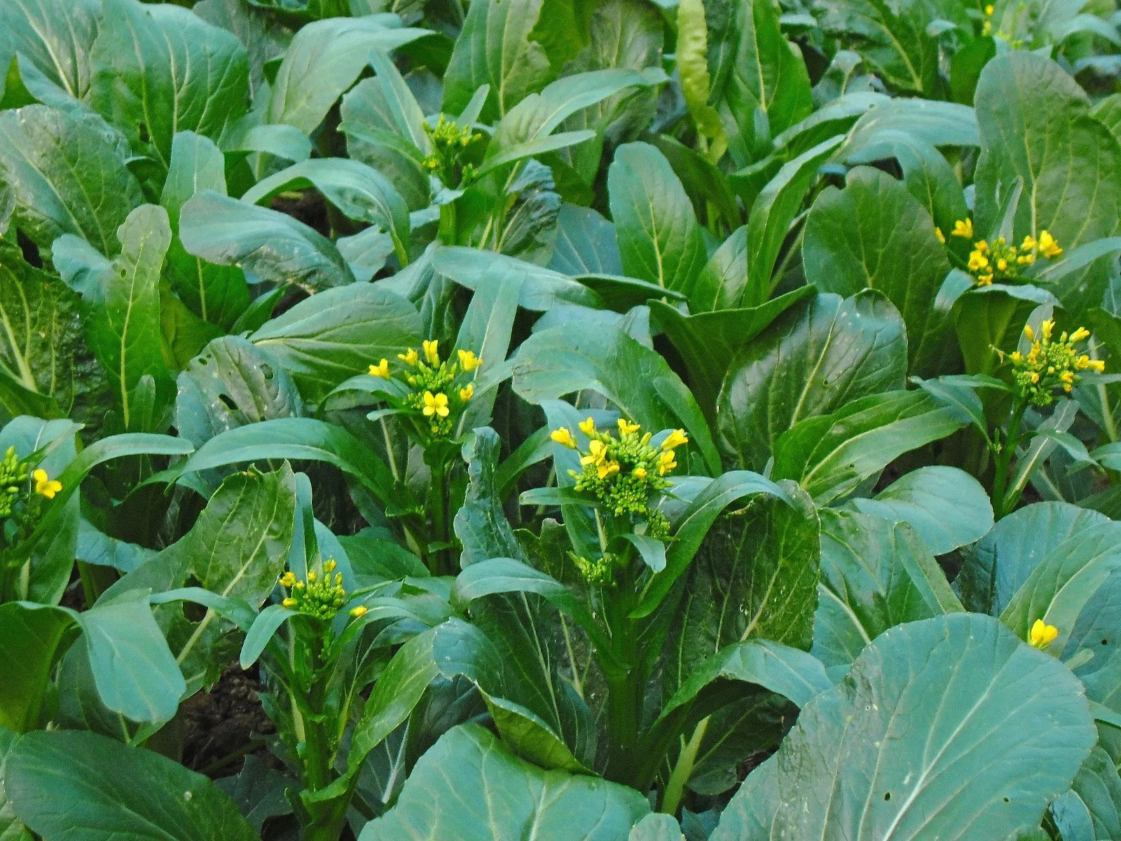 Asian Yu Choy Seeds - 200+ Choi Sum Chinese Flowering Cabbage Seeds - Brassica rapa var. parachinensis - USA