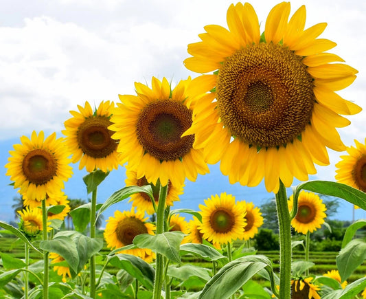 Mammoth Sunflower Seeds for Planting | 100+ Seeds | Giant Yellow Sunflower | Helianthus annuus