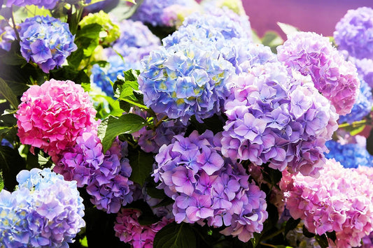 Mixed Color Hydrangea Seeds 50 Seeds Easy to Grow Large Blooms Hydrangea macrophylla
