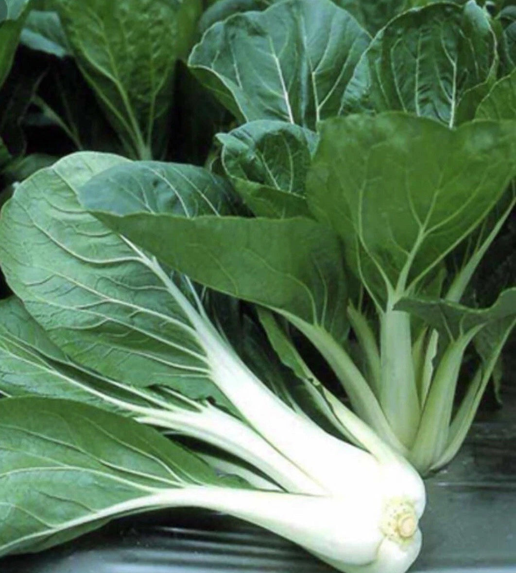 Pechay Seeds 200+ Pack | Chinese Cabbage Seeds | Pak Choi | Brassica rapa