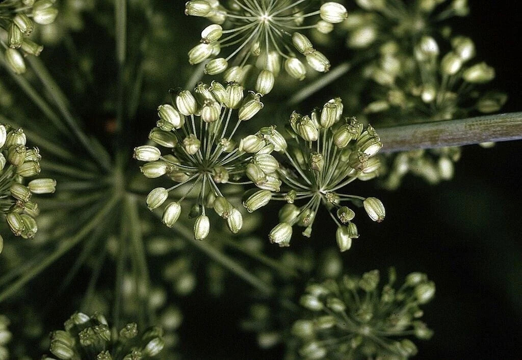 Angelica Herb Seeds - Heirloom, Non-GMO, Shipped With Tracking - Angelica archangelica