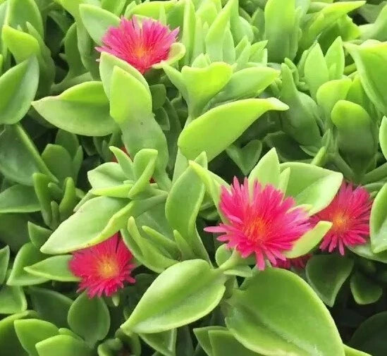 Aptenia Cordifolia Red Apple Sun Rose Cuttings - 5" to 6" - 48 Pcs Lot for Rooting