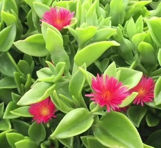 Aptenia Cordifolia Red Apple Sun Rose Cuttings - 5" to 6" - 48 Pcs Lot for Rooting