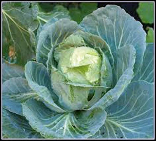 Cabbage Seeds - 100 Heirloom Non-GMO Golden Acre Seeds - Brassica oleracea