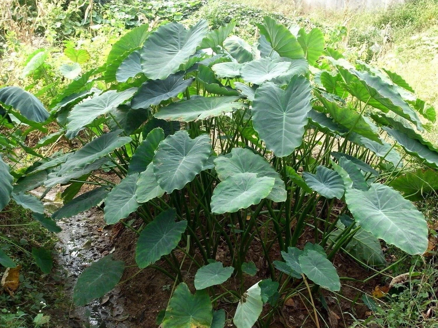 Jumbo Elephant Ear Bulbs - 3 Pack - Tropical Plant - Colocasia esculenta