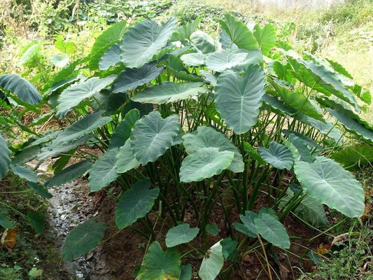 Jumbo Elephant Ear Bulbs - 3 Pack - Tropical Plant - Colocasia esculenta
