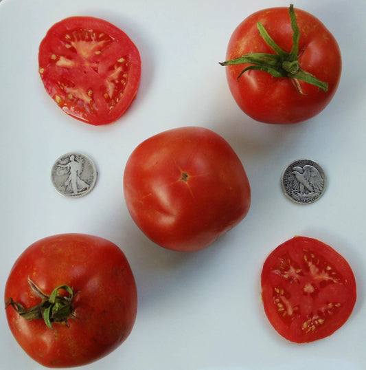 Marglobe Supreme Tomato Seeds - 25 Fresh Seeds - Heirloom Variety - Solanum lycopersicum