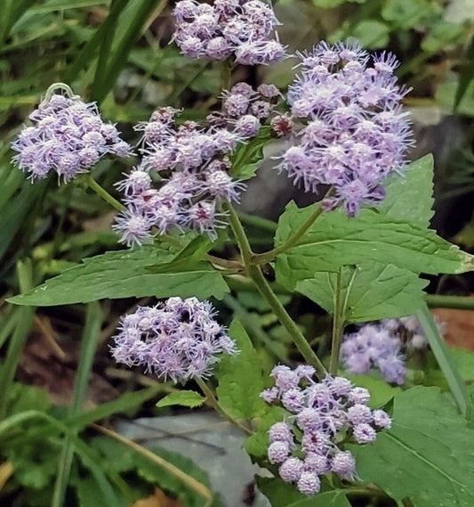 Blue Mistflower Bare Root Plants - Organic Native Conoclinium coelestinum - 6 Pack