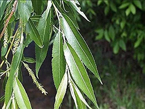 Black Willow Tree Cuttings - 2 Size - Shade and Privacy Tree - Salix nigra