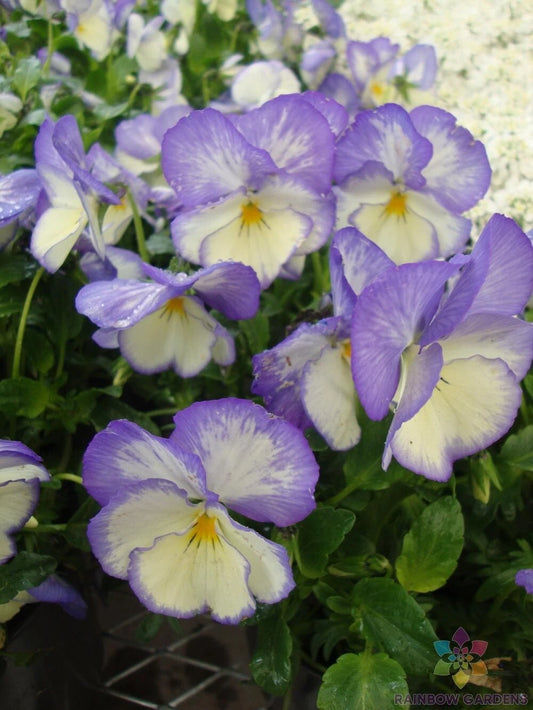 Celestial Blue Moon Pansy Seeds - 200+ Count - Viola - Ideal for Garden Planting - USA Grown, Free Shipping