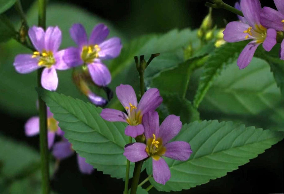 Pyramidflower Herb Seeds - 50+ Seeds, Broom-wood, Melochia pyramidata ...