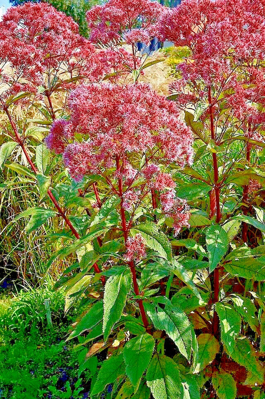 Joe Pye Weed Seeds 1000 Count, Bonset, Eupatorium purpureum, Tall Wildflower, Bulk Wildflower Seed