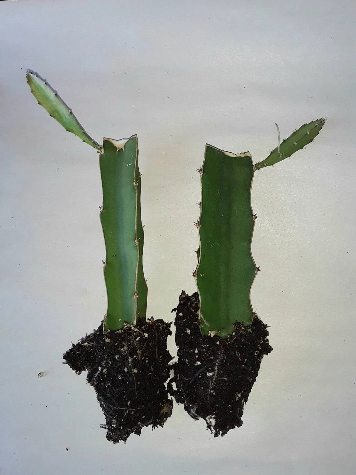 Dragon Fruit Cactus 2pk, Pitaya Plant Rooted Cuttings, Hylocereus undatus - Tropical Edible Gardening