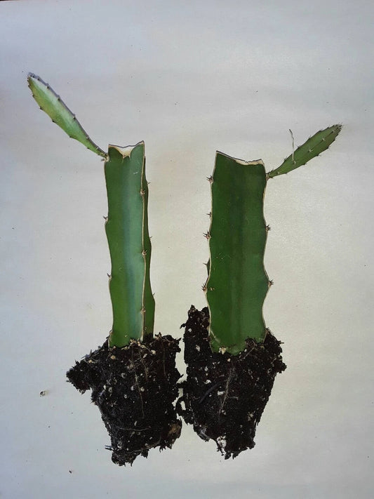 Dragon Fruit Cactus 2pk, Pitaya Plant Rooted Cuttings, Hylocereus undatus - Tropical Edible Gardening