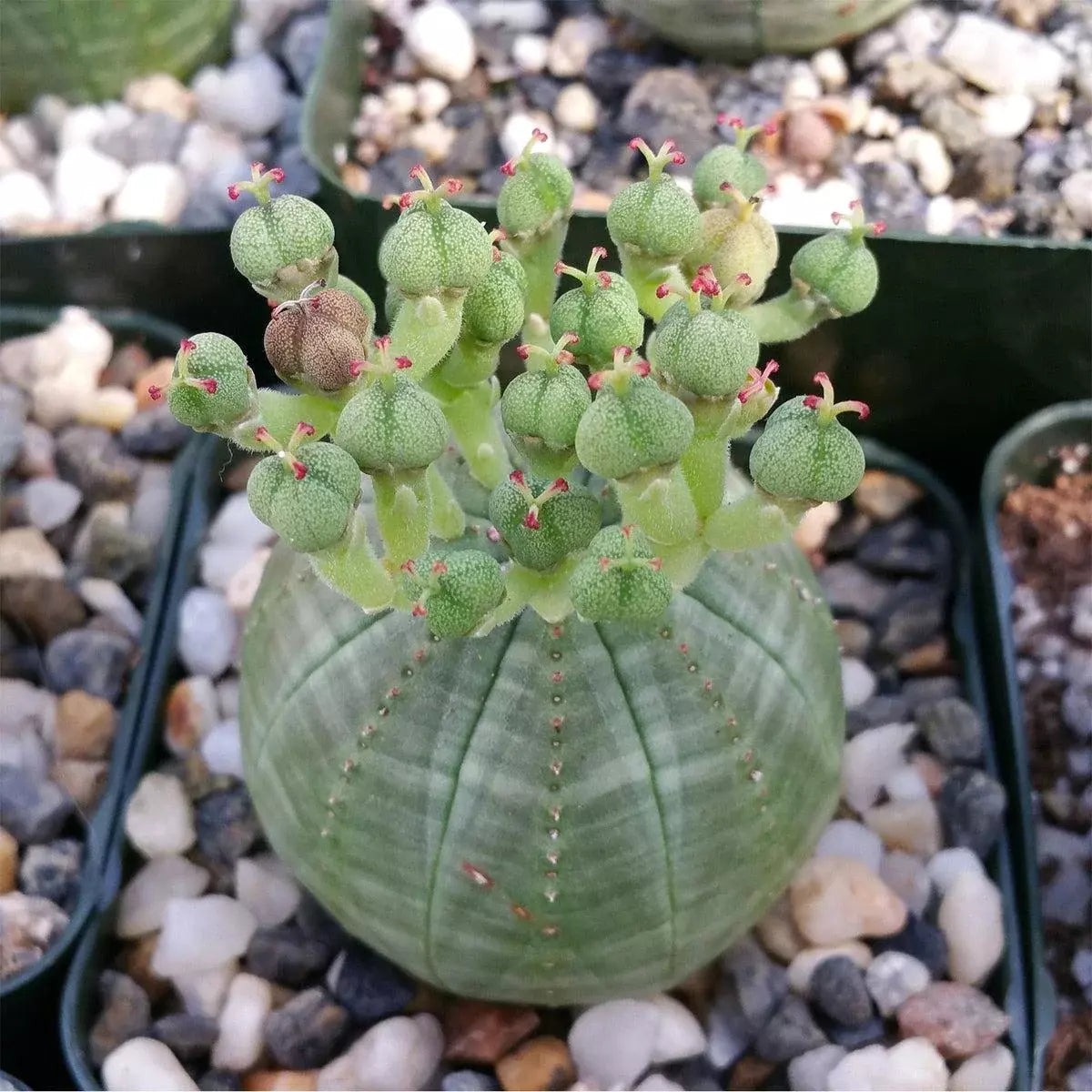Baseball Plant Cactus Succulent - Euphorbia obesa - Live Indoor Plant - Unique Round Shape - Easy Care