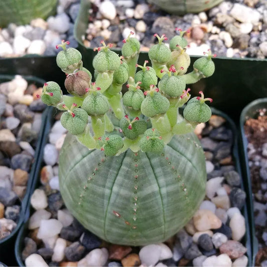 Baseball Plant Cactus Succulent - Euphorbia obesa - Live Indoor Plant - Unique Round Shape - Easy Care