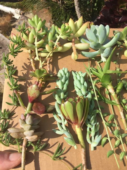 Assorted Succulent Cuttings (20) Colorful Variety 3"-5" Tall - Perfect for Planting and Crafting