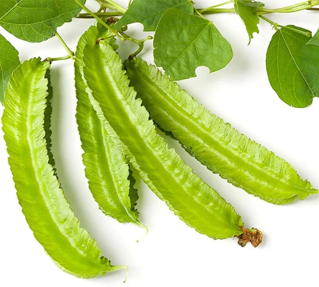 Winged Bean Seeds - 10 Count - Easy to Grow Exotic Asian Bean - Psophocarpus tetragonolobus