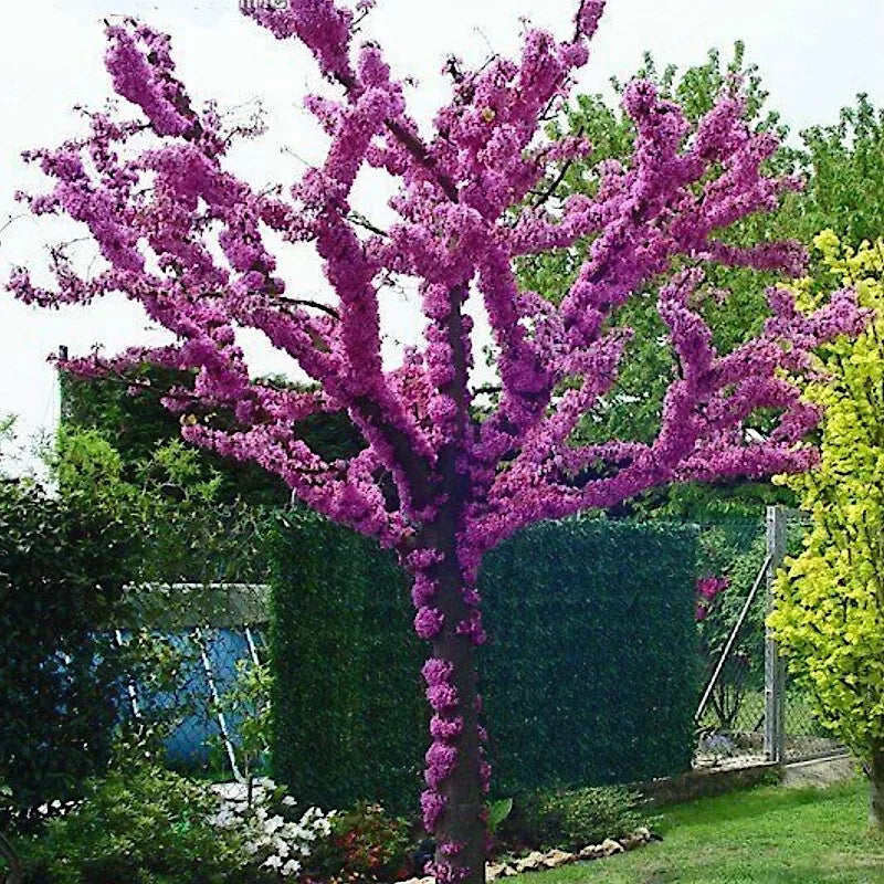Judas Tree Seeds - Cercis siliquastrum - Mediterranean Redbud Flowers - Fast Growing, Hardy, 4 Seeds