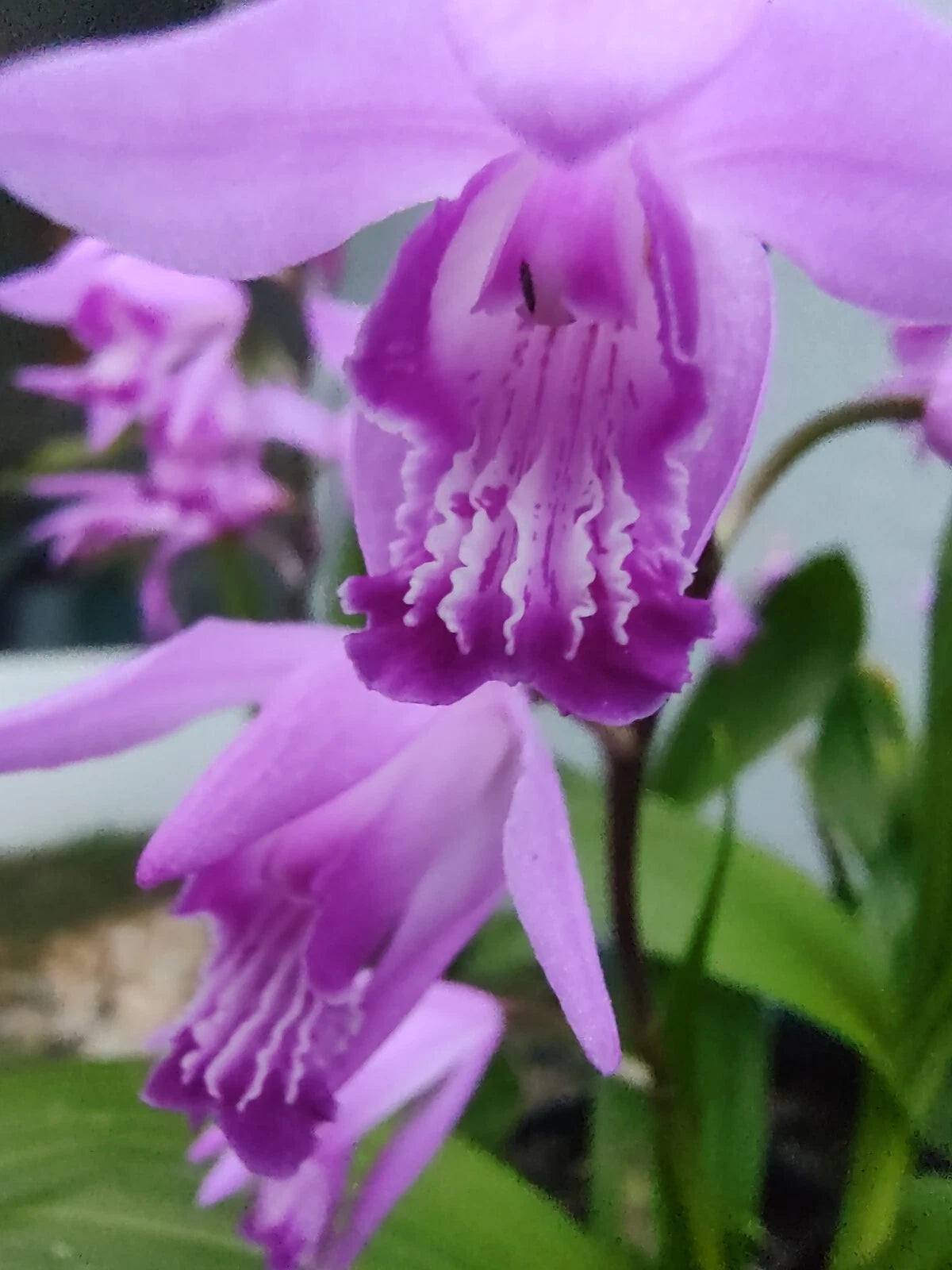 Bletilla striata Purple Ground Orchid Plant - Hardy Perennial Orchid for Garden or Container, Beautiful Purple Blooms