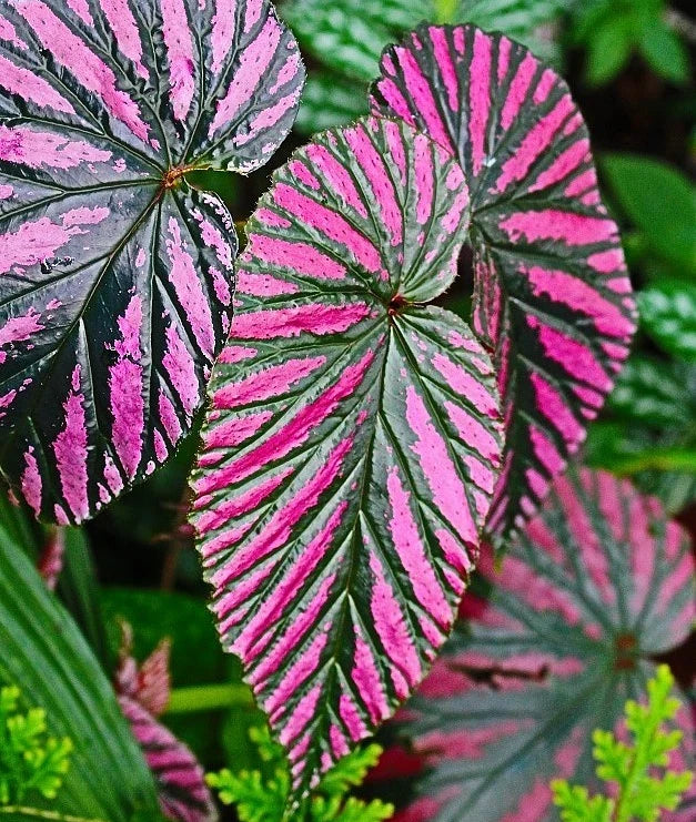 Begonia Brevirimosa Exotica Red Live Plant - 4-6" - Tropical Foliage Houseplant, Decorative Indoor Plant