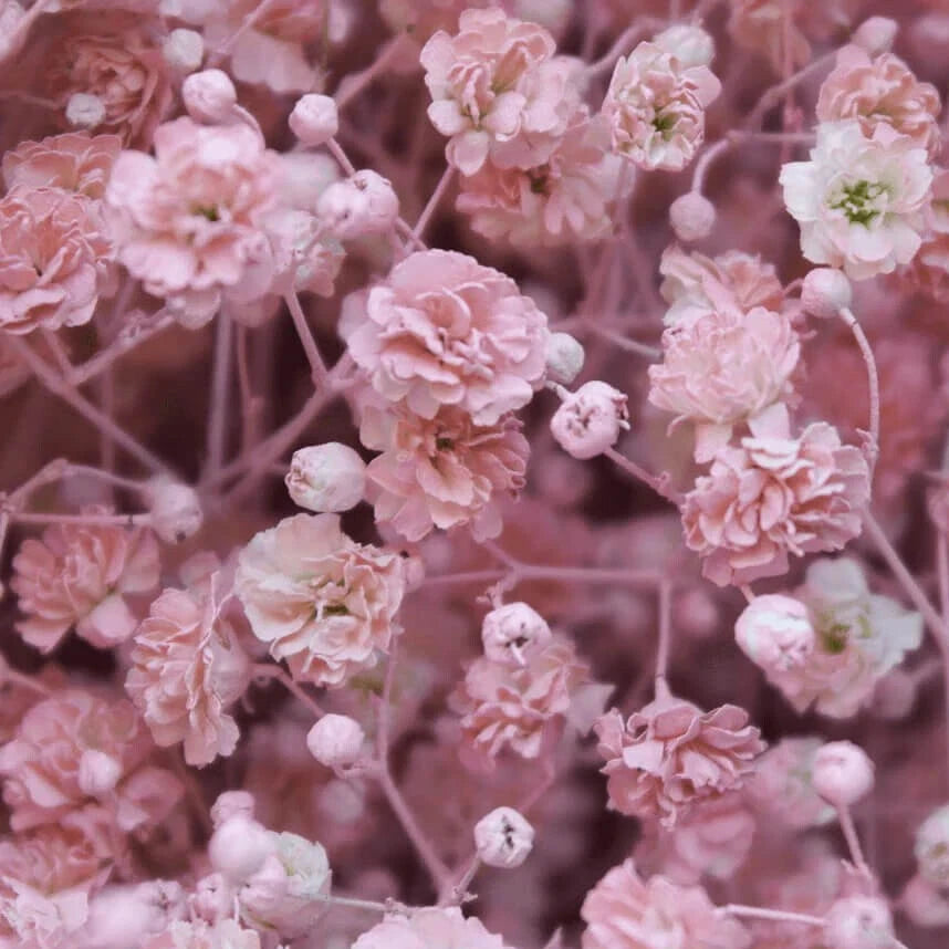 Pink Baby's Breath Seeds | Non-GMO Flower Seeds | Gypsophila elegans | Bulk Pack