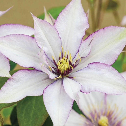 25 Sammi Jo Clematis Seeds - Climbing Perennial with Plumeria Blooms - Clematis 'Sammi Jo' - USA Seller
