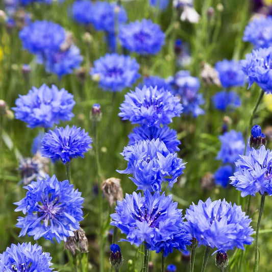 Blue Bachelor Button Cornflower Wildflower Seeds - 1 Lb - Centaurea cyanus - Non-GMO, High Germination Rate, Garden Ready