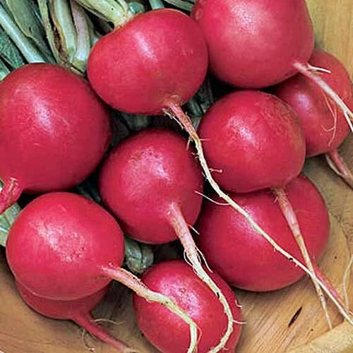 Cherry Belle Radish Seeds | Heirloom Non-GMO | AAS Winner | Raphanus sativus