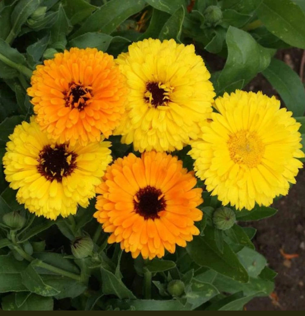 Calendula Seeds - Fiesta Gitana Dwarf Mix - Edible Heirloom Marigold Flowers - 200 Count