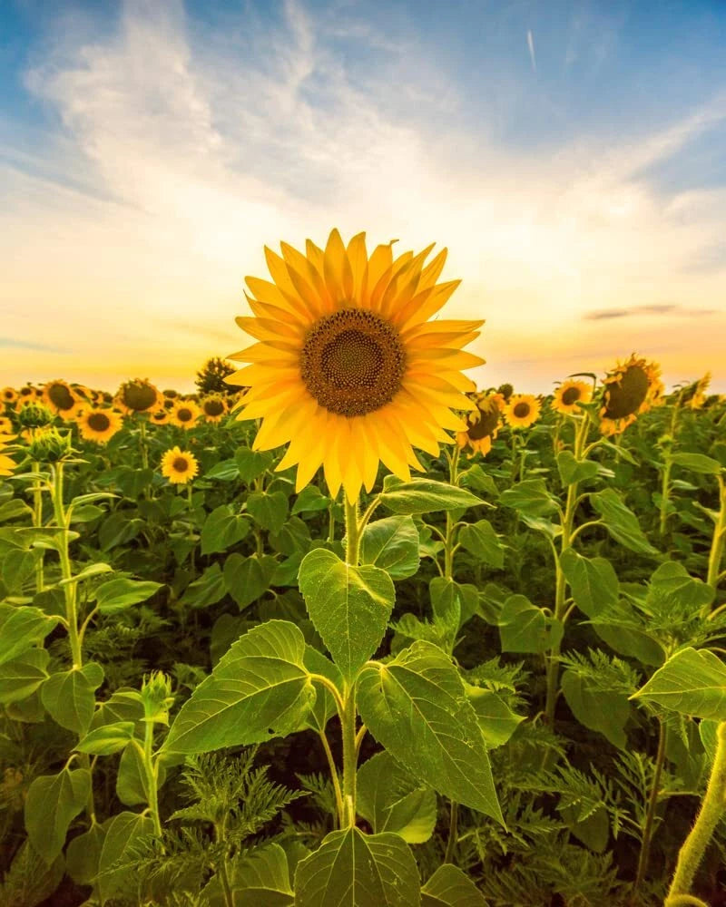 Mammoth Sunflower Seeds for Planting - Giant 5 oz Seeds - Helianthus annuus - Grow Tall Sunflowers in Your Garden