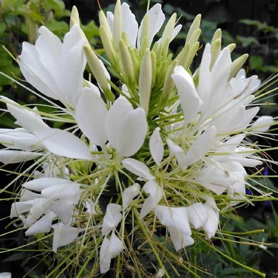 White Queen Spider Seeds - 100 Count - Clome Spinosa Perennial - Attracts Bees - US Seller