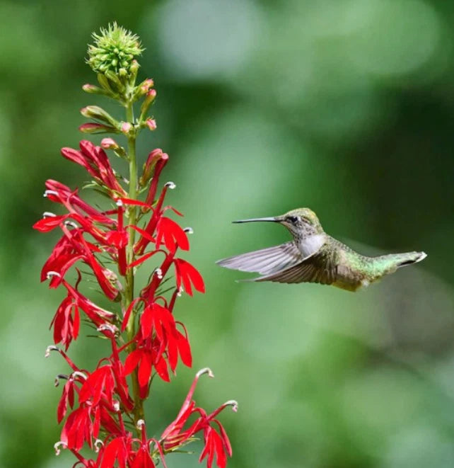 Cardinal Flower Seeds - 1000 Non-GMO Red Hummingbird Plant - Lobelia cardinalis - Perennial for Wet Areas